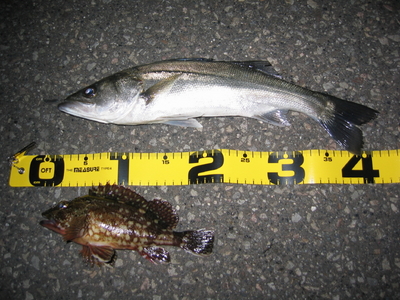 わずかなチャンスを逃さず・・・
