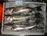 ３月４日の釣果（鳴尾浜）