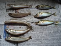 揚げ物盛り合わせ定食（笑）