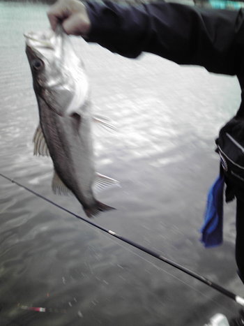 リアルタイム釣果情報