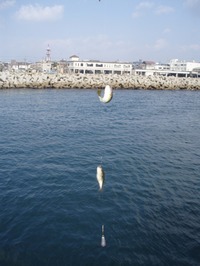 10月11日の釣果（明石）