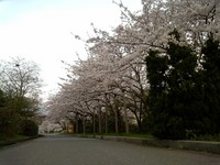 桜その２ 2006/04/14 07:32:13