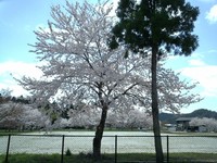 桜 2006/04/16 12:23:01