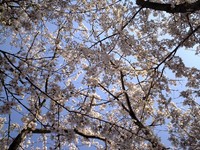 晴天で桜が綺麗！ 2006/04/17 07:26:59