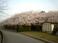 まだ散ってない桜 2006/04/18 07:29:26