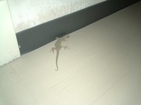 深夜の訪問者・・・ 2006/04/19 07:35:01