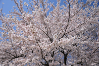 お花見