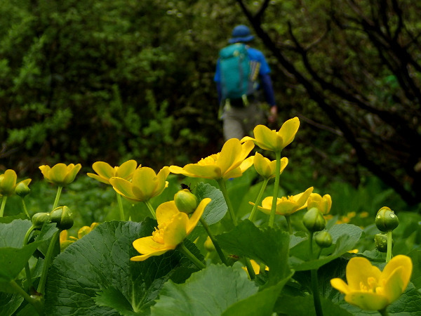 東焼石岳－登山（中沼）①