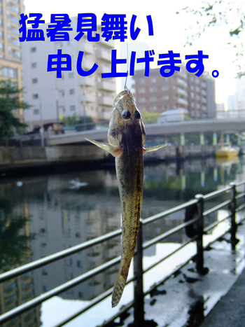 猛暑見舞い