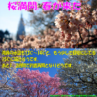 桜は咲いたぞ!!