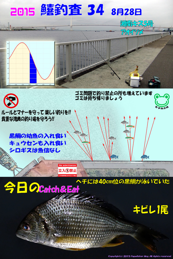 40cmの黒鯛が