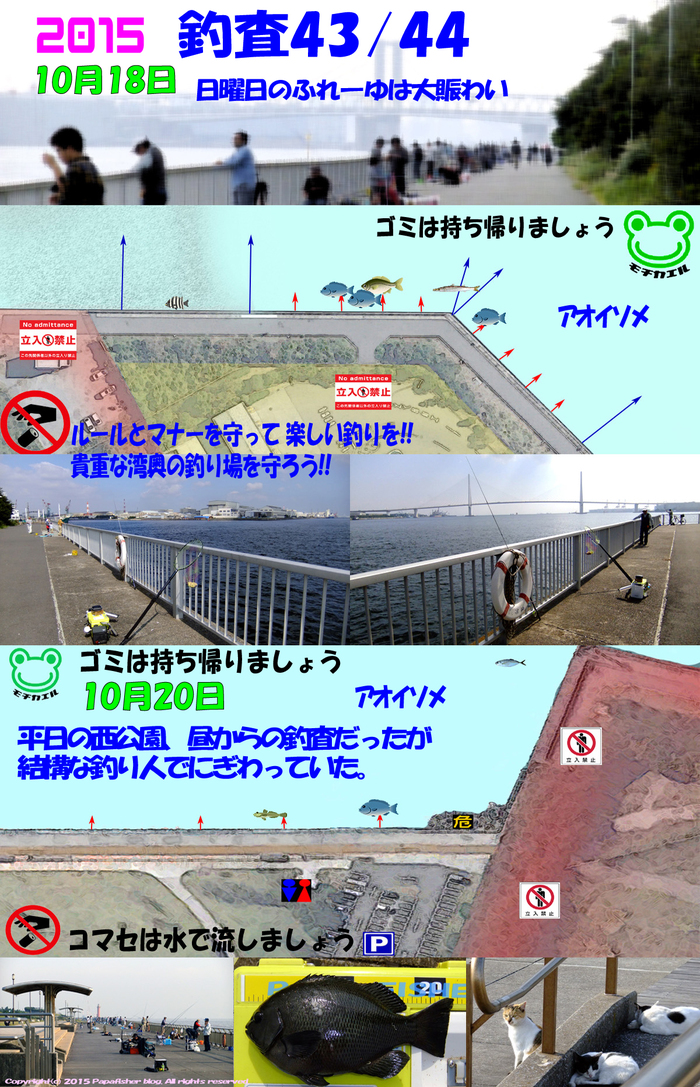 メジナは釣れるぞ。