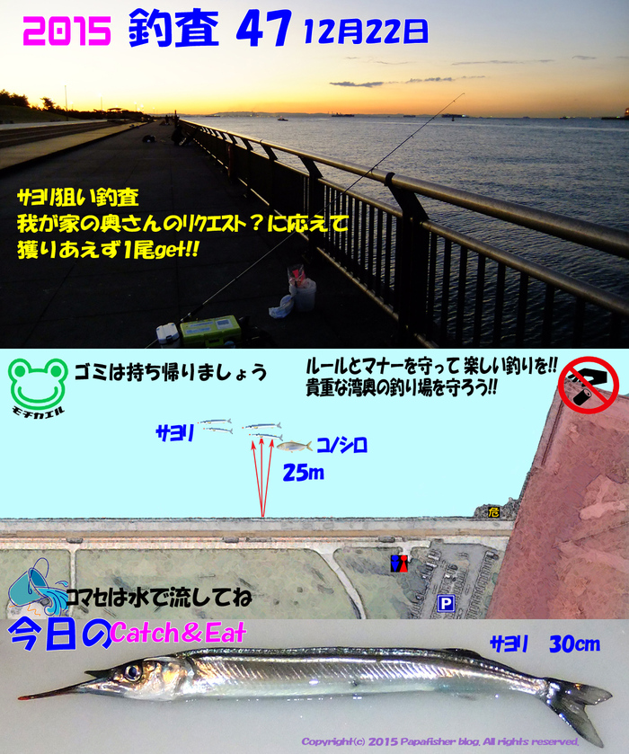 サヨリは釣れるか？