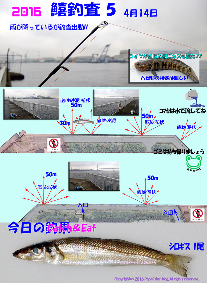 雨中釣査　キスの着き場