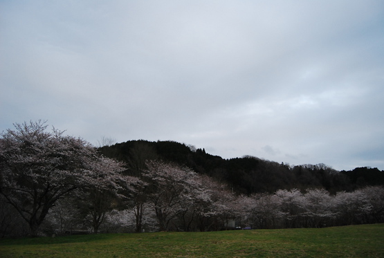 カントリーパーク大川 花見キャンプ