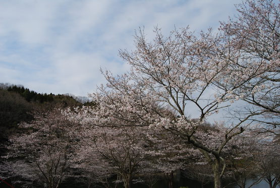 カントリーパーク大川 花見キャンプ