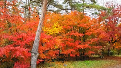 秋の紅葉キャンプ