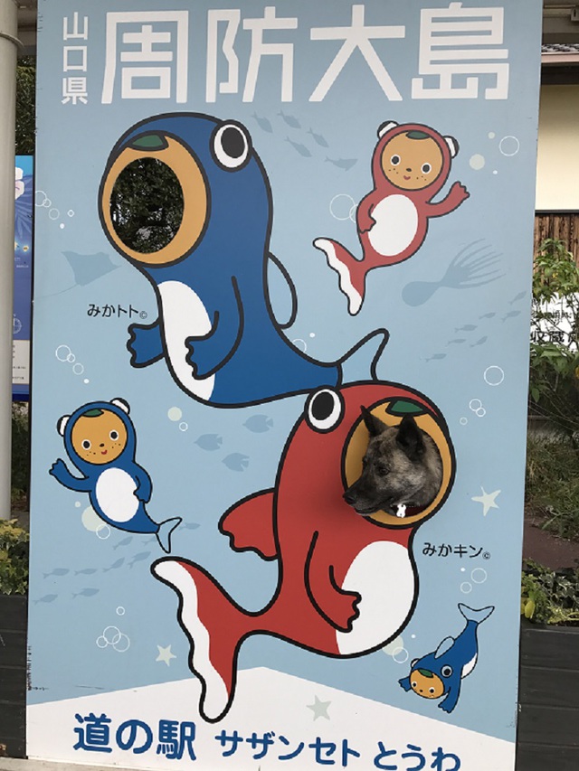 片添ヶ浜海浜公園オートキャンプ場