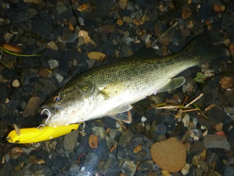 ［琵琶湖］おかっぱり・10/21・数は釣れましたが…