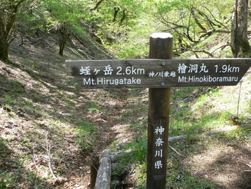 神奈川県　西丹沢の蛭ヶ岳ｄｅｍｏシロヤシオ　