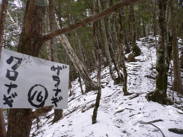 残雪ｄｅテン泊　池口岳北峰　南アルプス深南部