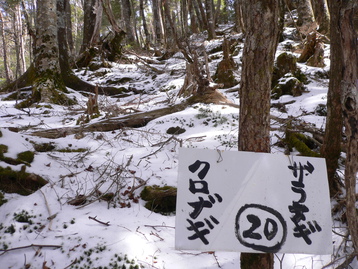 残雪ｄｅテン泊　池口岳北峰　南アルプス深南部