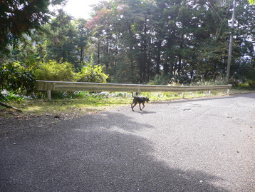 道案内ｄｅドッグ　松田山　神奈川県松田町