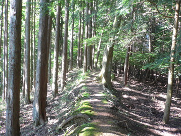 身延線ｄｅスカイツリー 醍醐山&西山 山梨県身延町