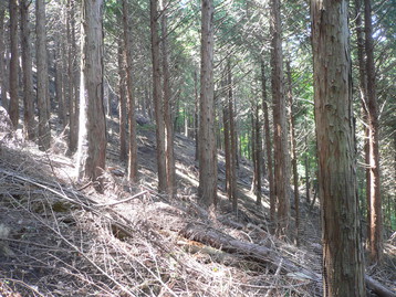 熊ｄｅ親子 蜂城山&茶臼山 山梨県笛吹市