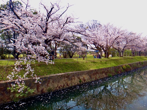 今日は「海田市駐屯地 桜まつり」だったわ