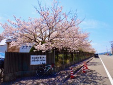 こんな処にも桜並木がありましたよ！