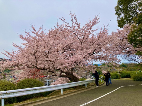 音戸の瀬戸公園の桜の木が伐採されていた！ 何で？