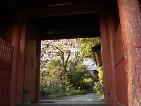 桜