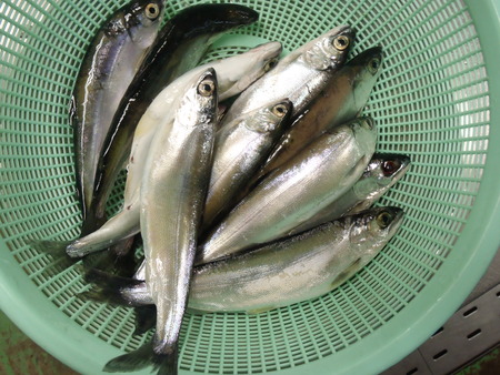 ヒメマス釣行・・