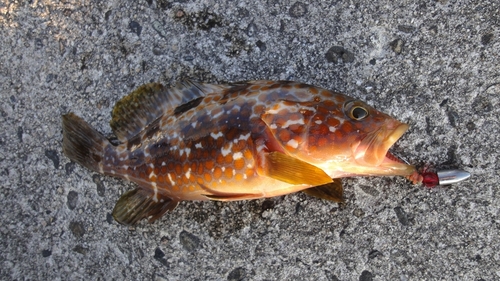 地元で気ままにｆｉｓｈｉｎｇ 根魚シフト