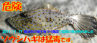 猛毒　食べるな危険
