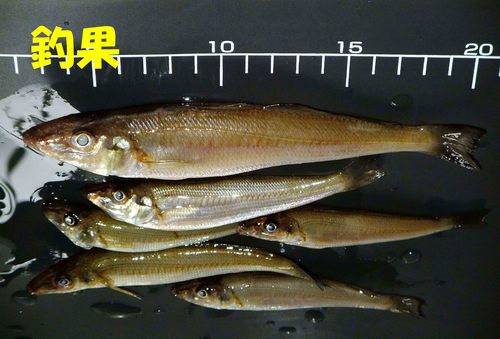週末釣果1
