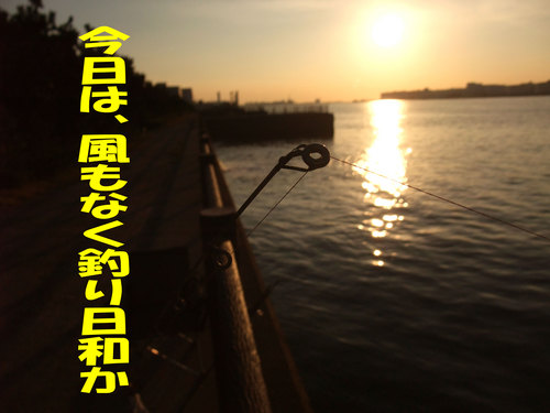 今週の釣果6
