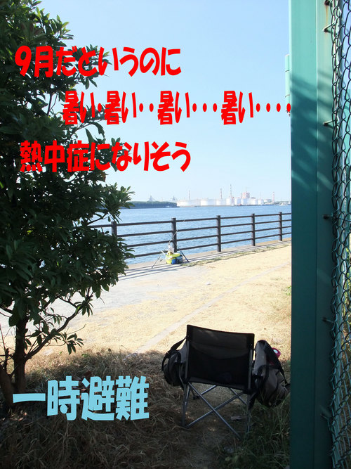 今週の釣果6