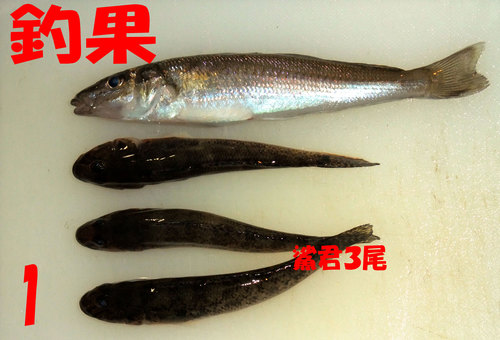 今週の釣果6