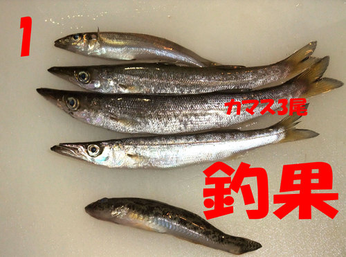今週の釣果6