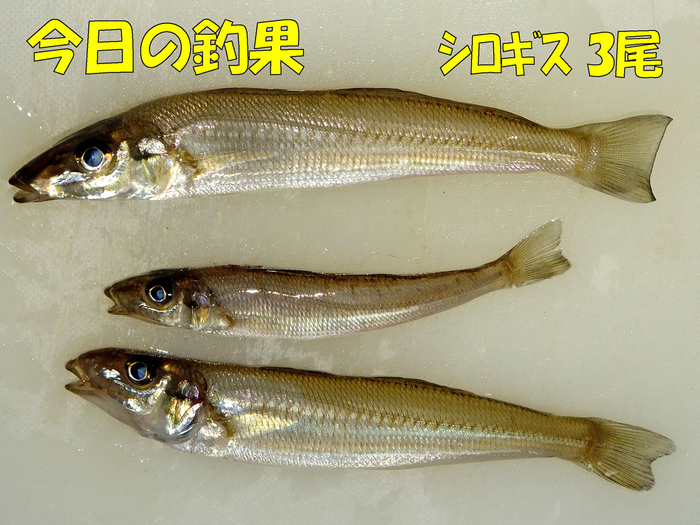 チョイ投げ釣行記7