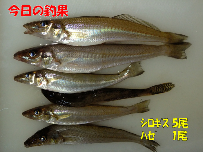チョイ投げ釣行記8