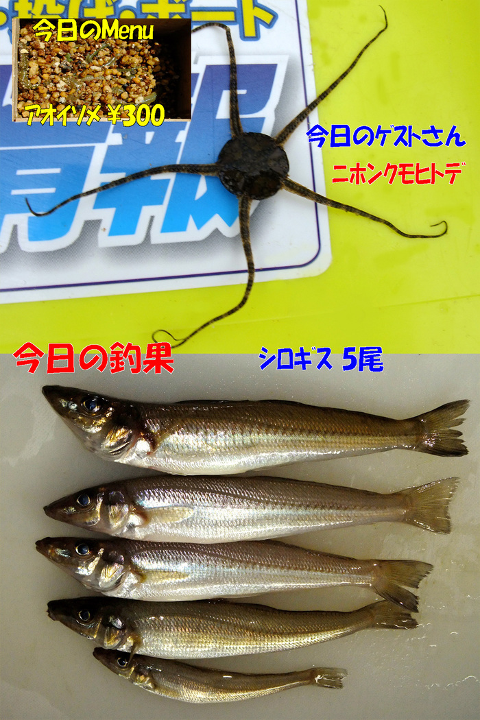 チョイ投げ釣行記9