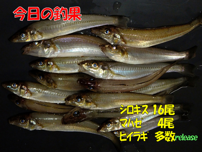 チョイ投げ釣行記12