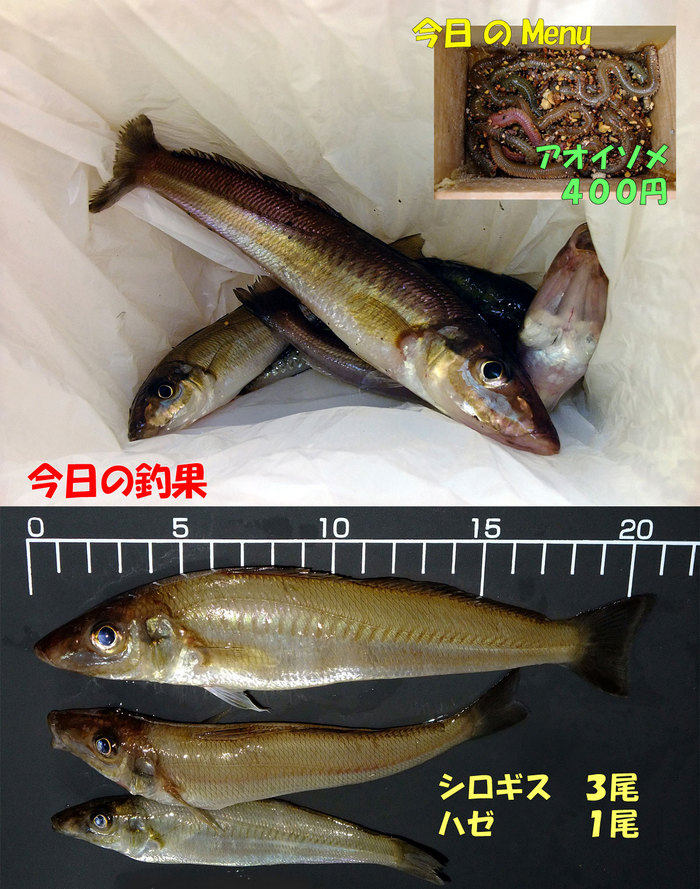 チョイ投げ釣行記２