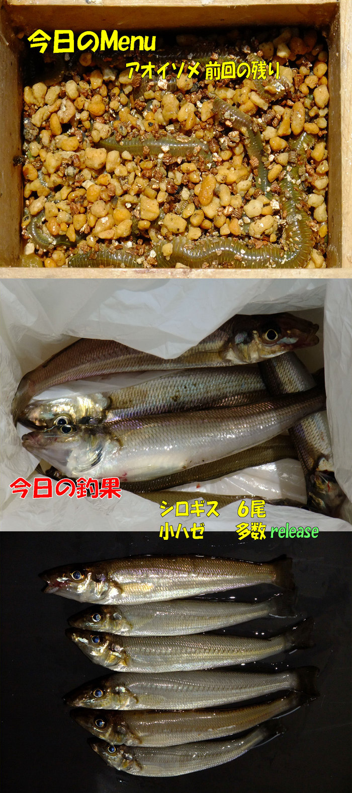 チョイ投げ釣行記4