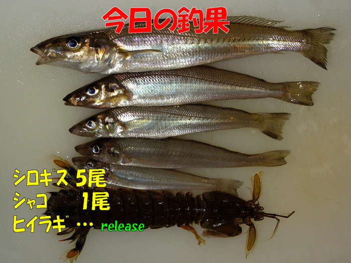 チョイ投げ釣行記13