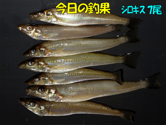 チョイ投げ釣行記15