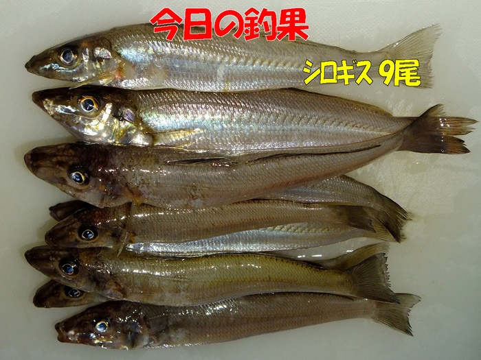 チョイ投げ釣行記16
